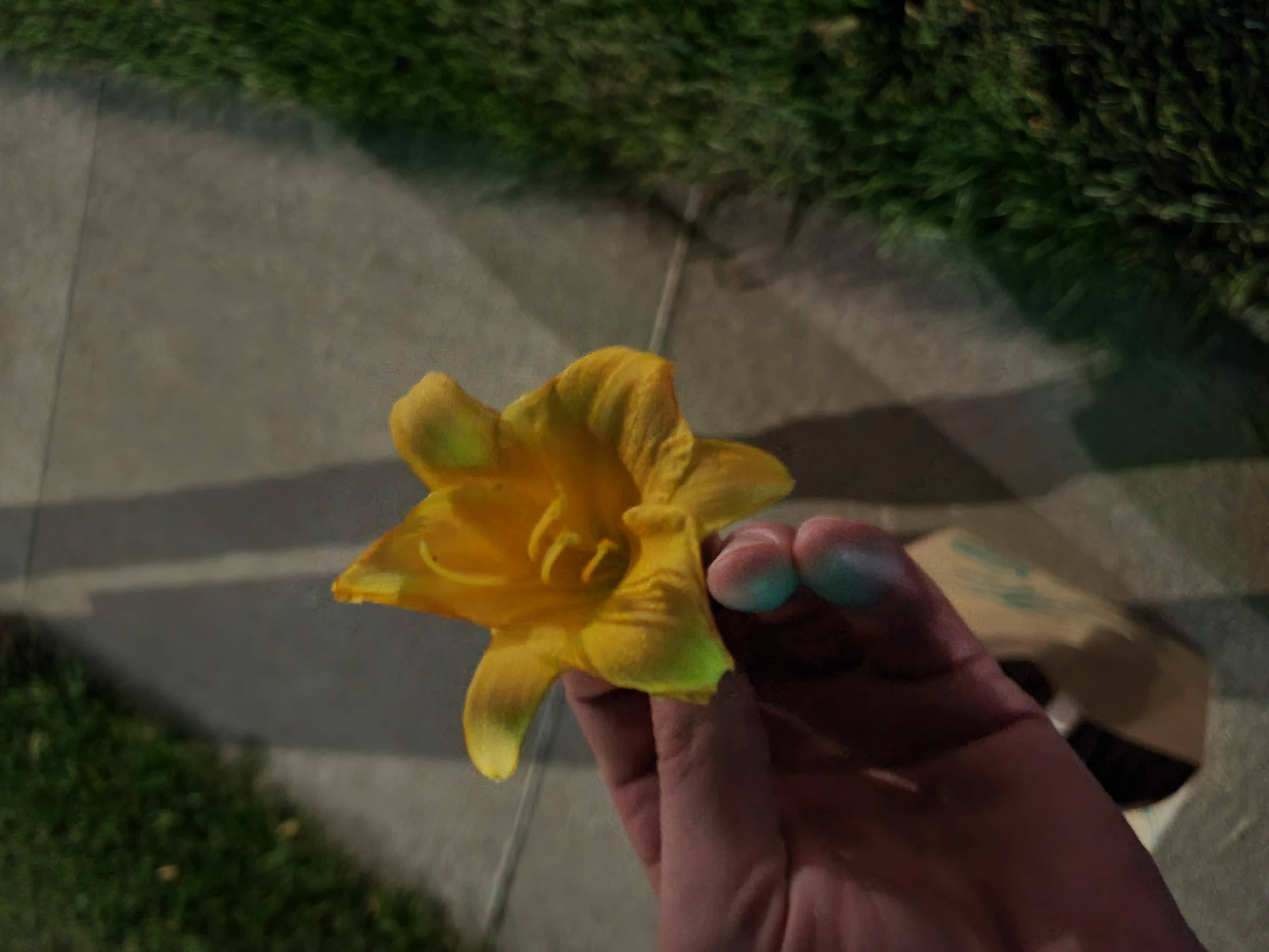 The last flower of summer